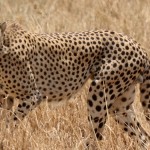 Leeu Loop Cheetah