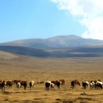 Masai Cows