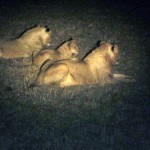Night Lions