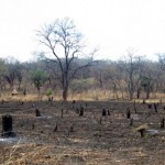 Tree Graveyard